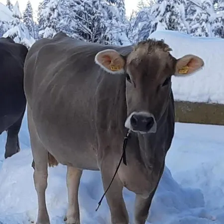 Vakantiehuis Hof Unterstein By Interhome *