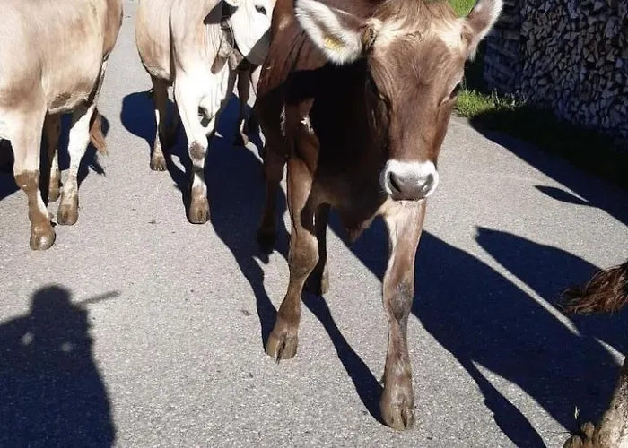 Hof Unterstein By Interhome * Krummenau