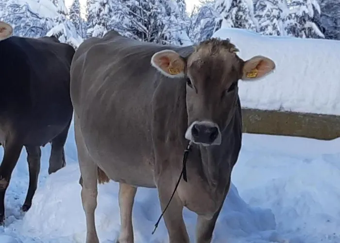 Vakantiehuis Hof Unterstein By Interhome *